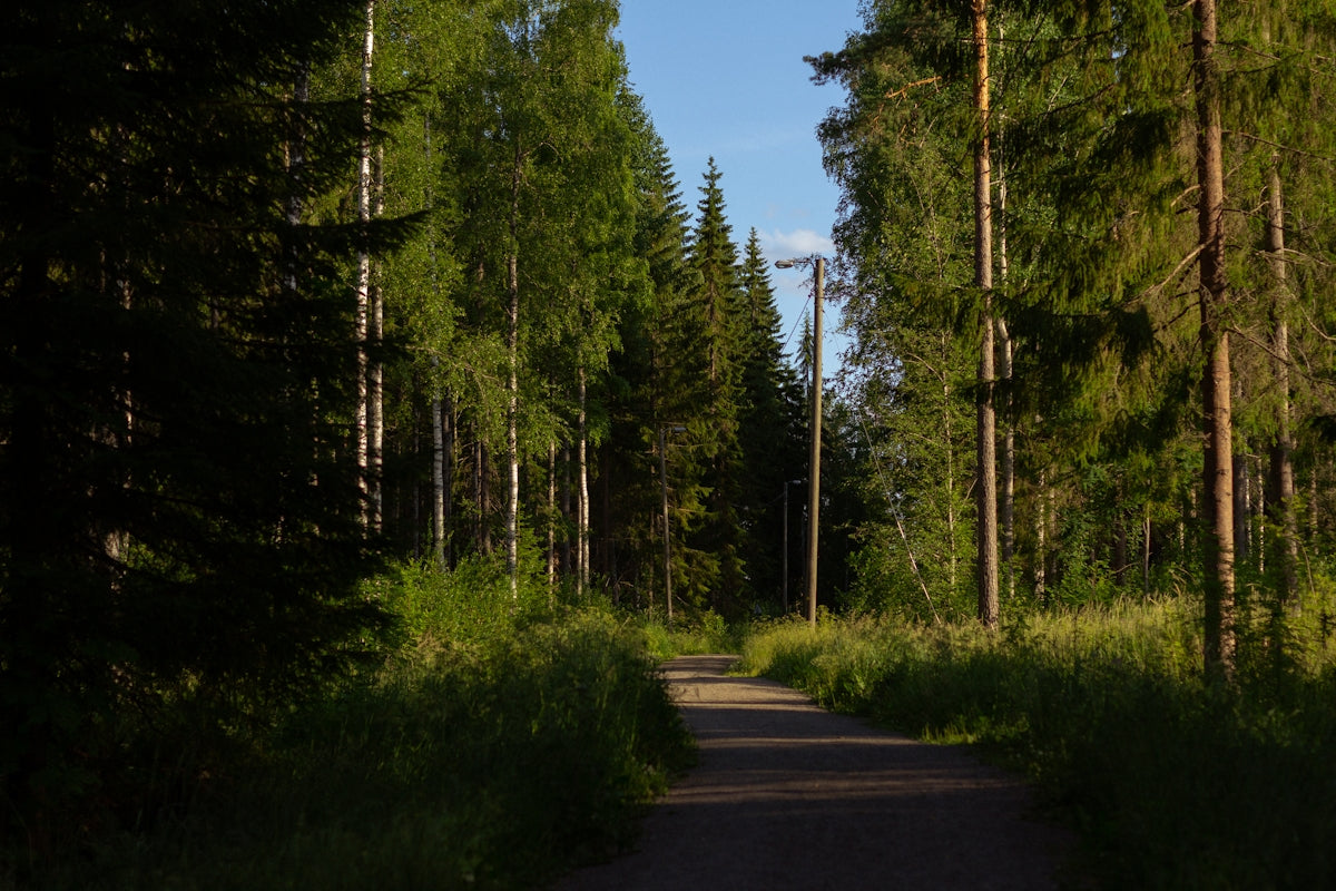 gray concrete road between green trees under blue sky during daytime
