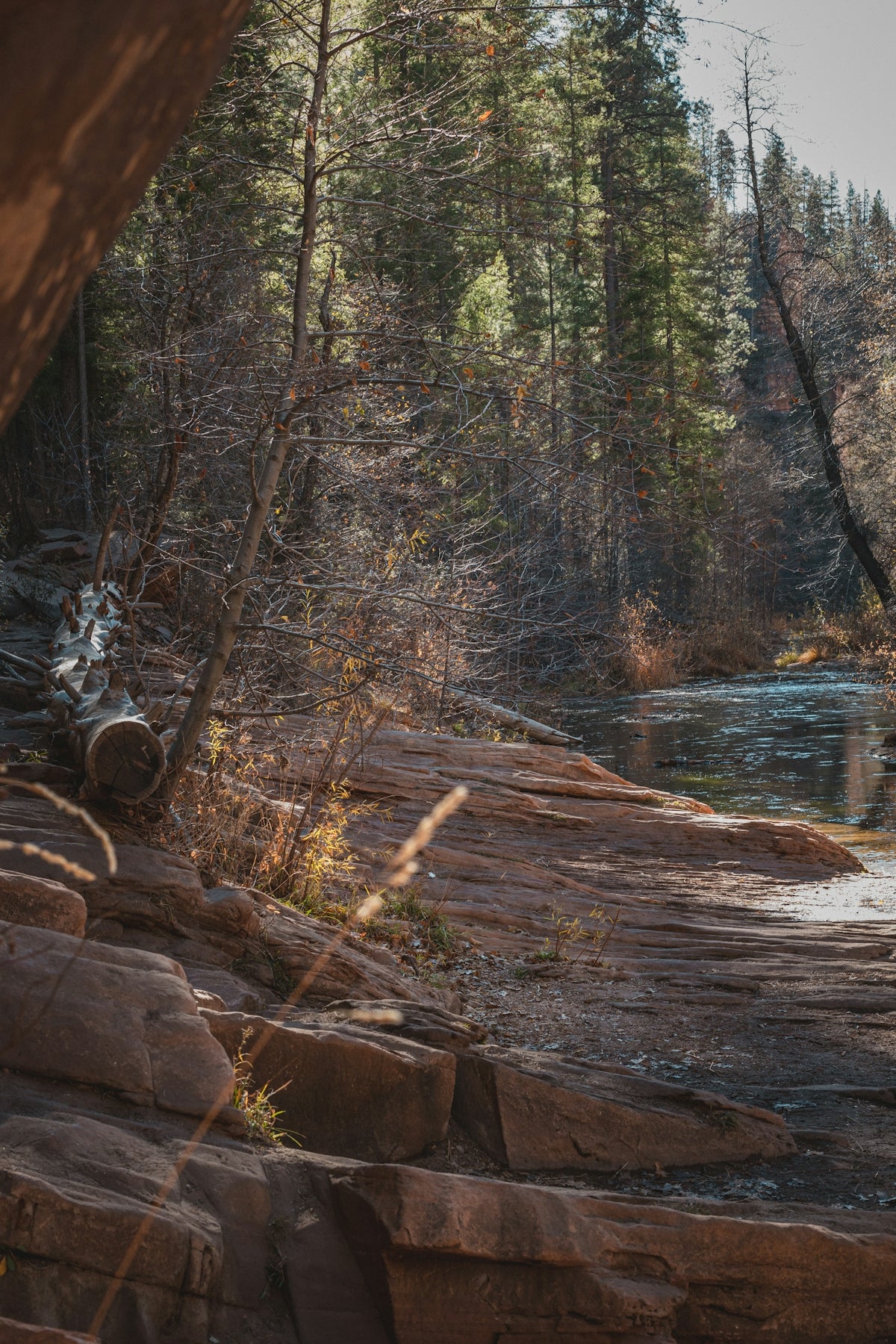 brown tree log on river