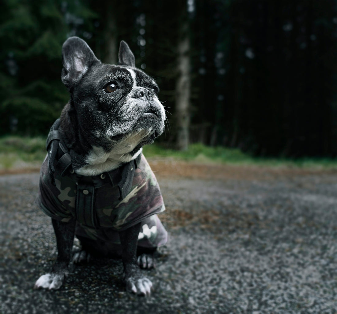 black and white french bulldog wearing camouflage jacket