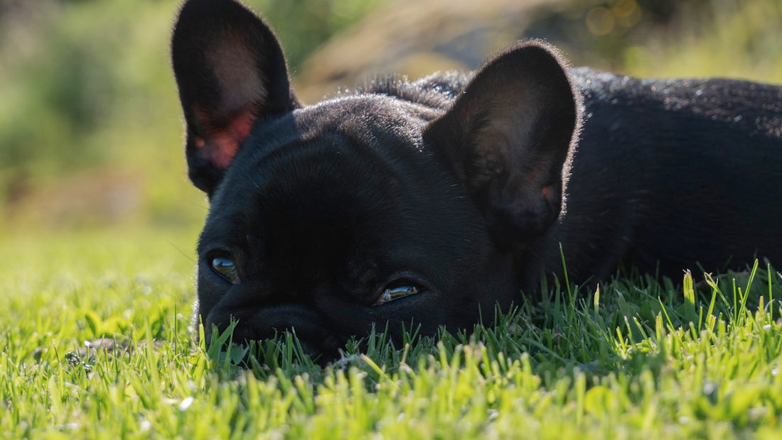 black french bulldog lying on green grass field during daytime