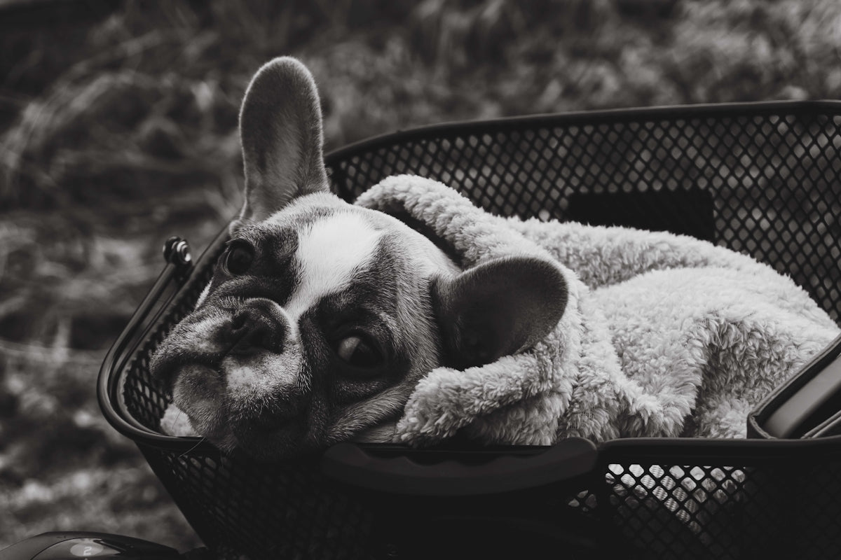 a black and white photo of a dog in a basket
