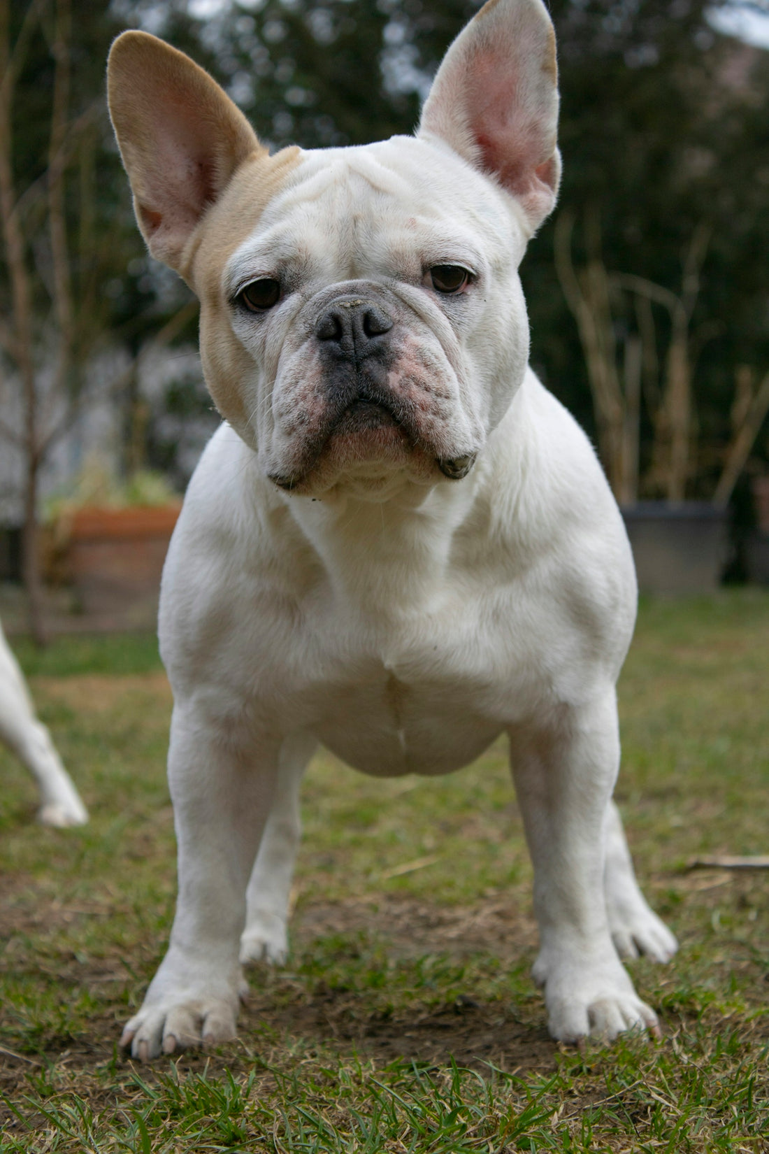 a white dog standing on top of a lush green field
