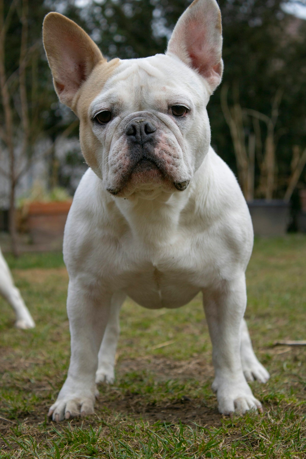 a white dog standing on top of a lush green field