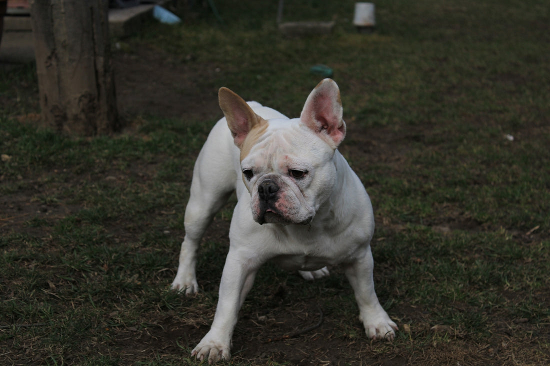 a white dog standing on top of a lush green field