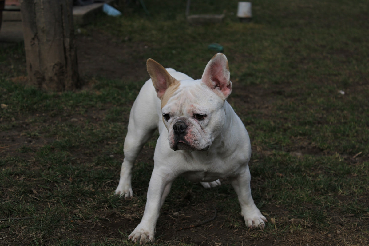 a white dog standing on top of a lush green field