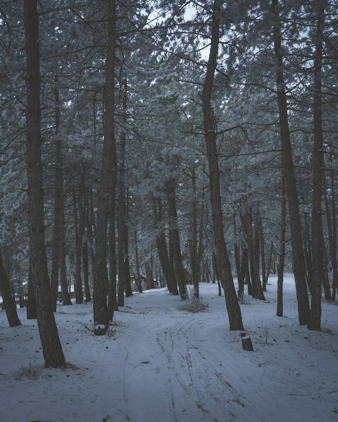 a path through a snowy forest with lots of trees