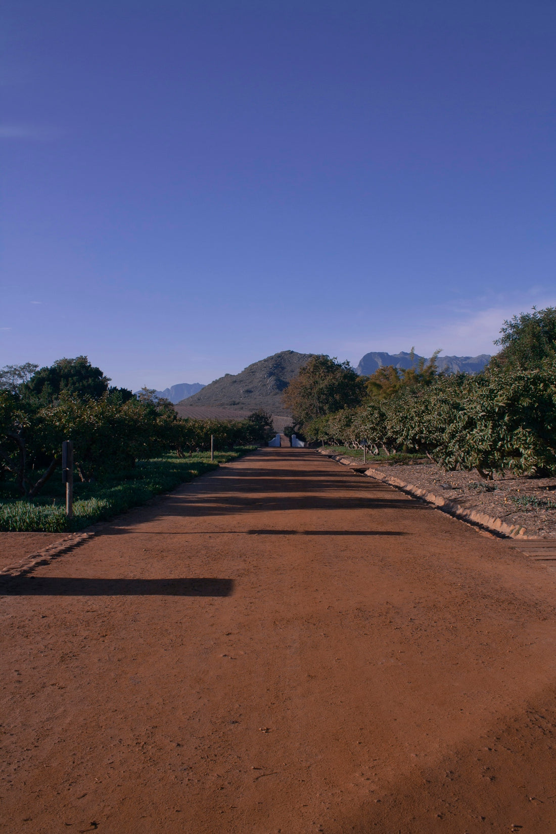 a long dirt road with trees and mountains in the background