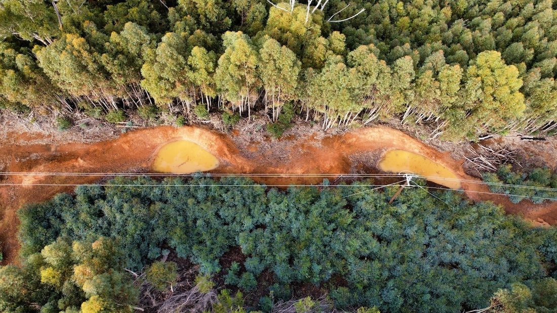 a forest of trees