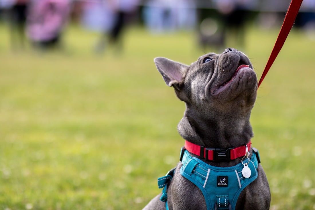 a dog with a golf club in its mouth