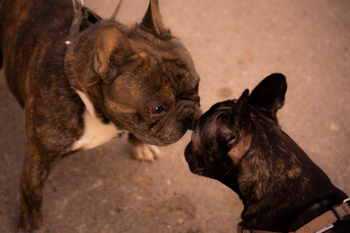 a dog licking another dog