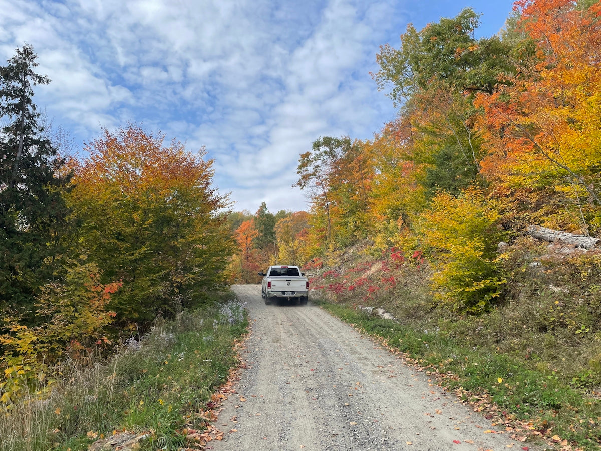 a white car on a road surrounded by trees and grass
