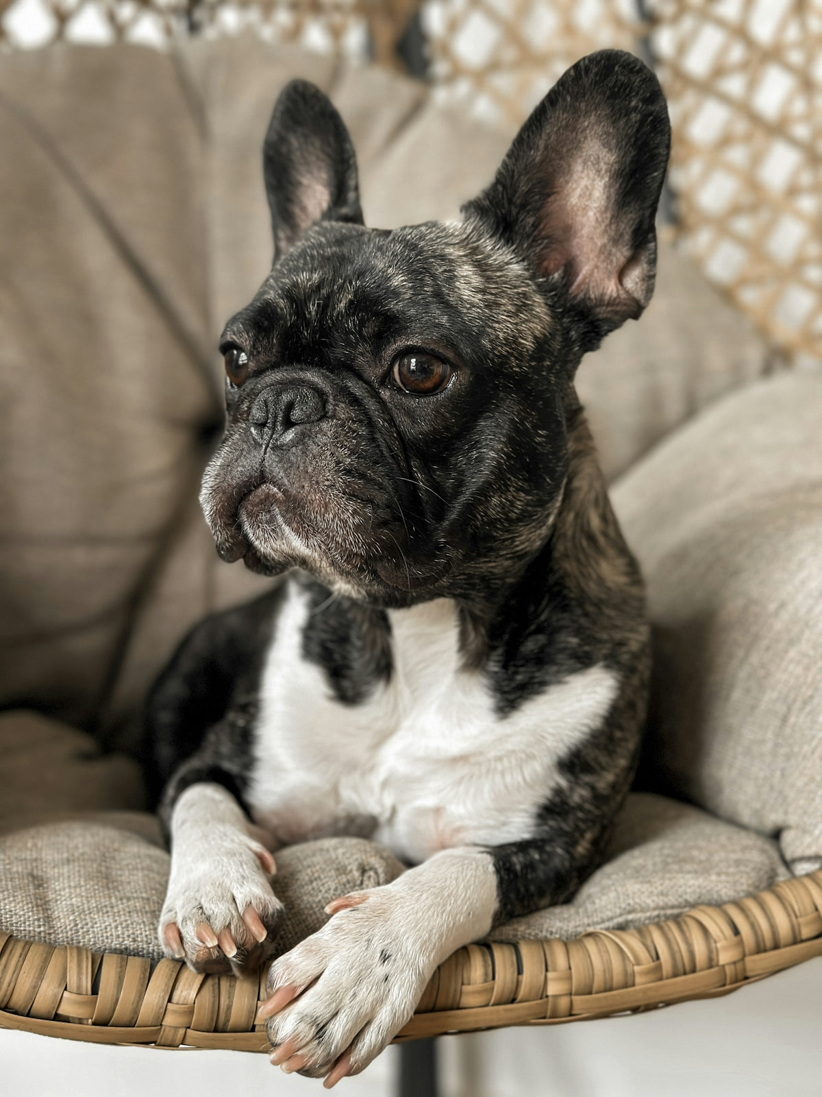 a small black and white dog sitting in a chair