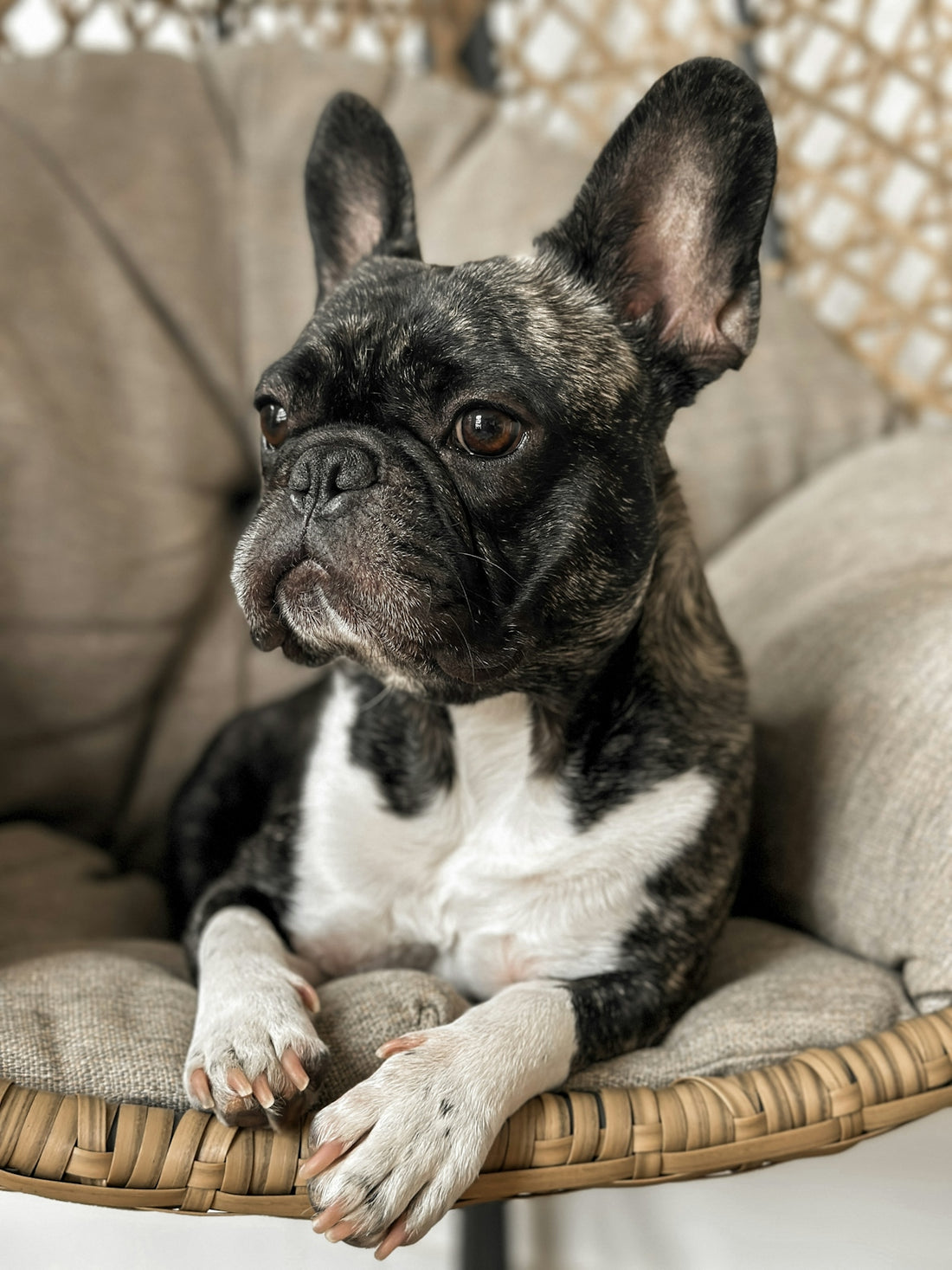 a small black and white dog sitting in a chair