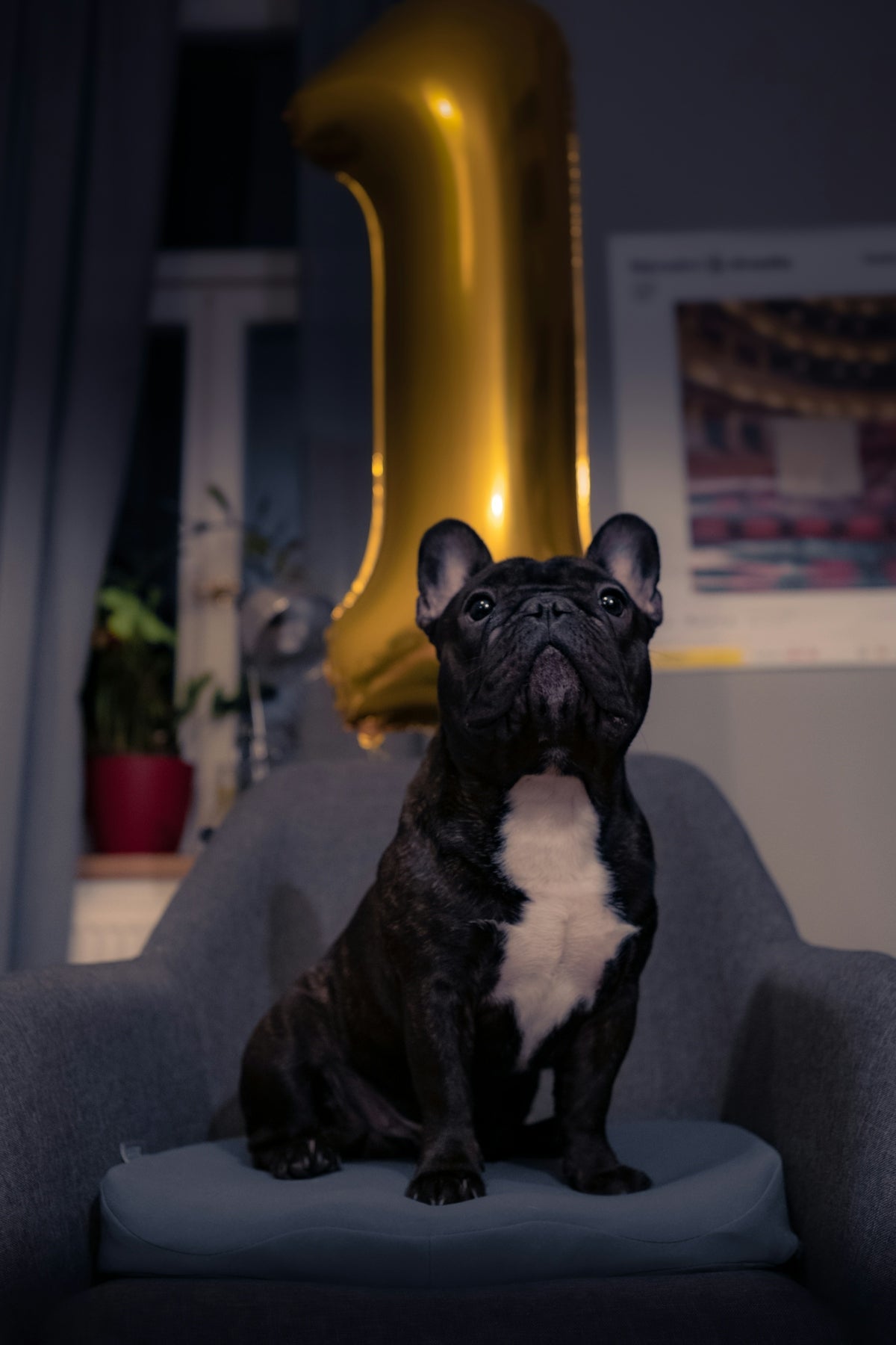 a black and white dog sitting on a chair