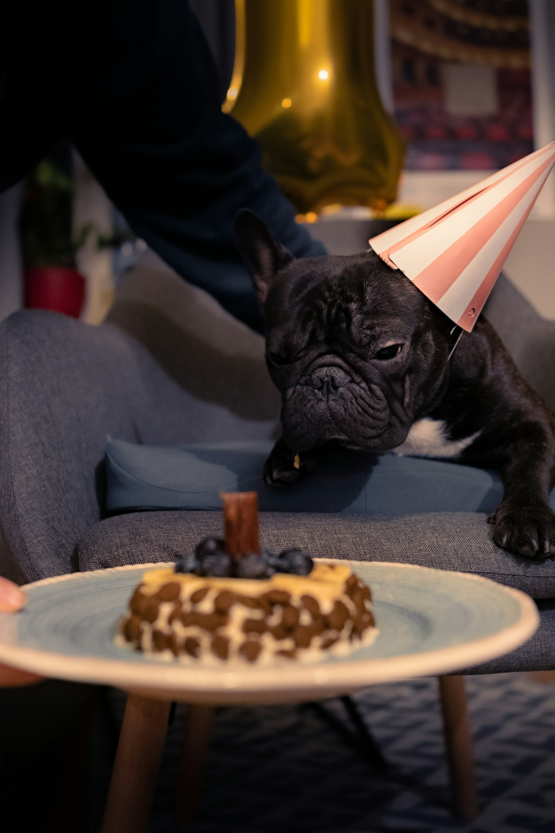 a small dog with a party hat looking at a piece of cake