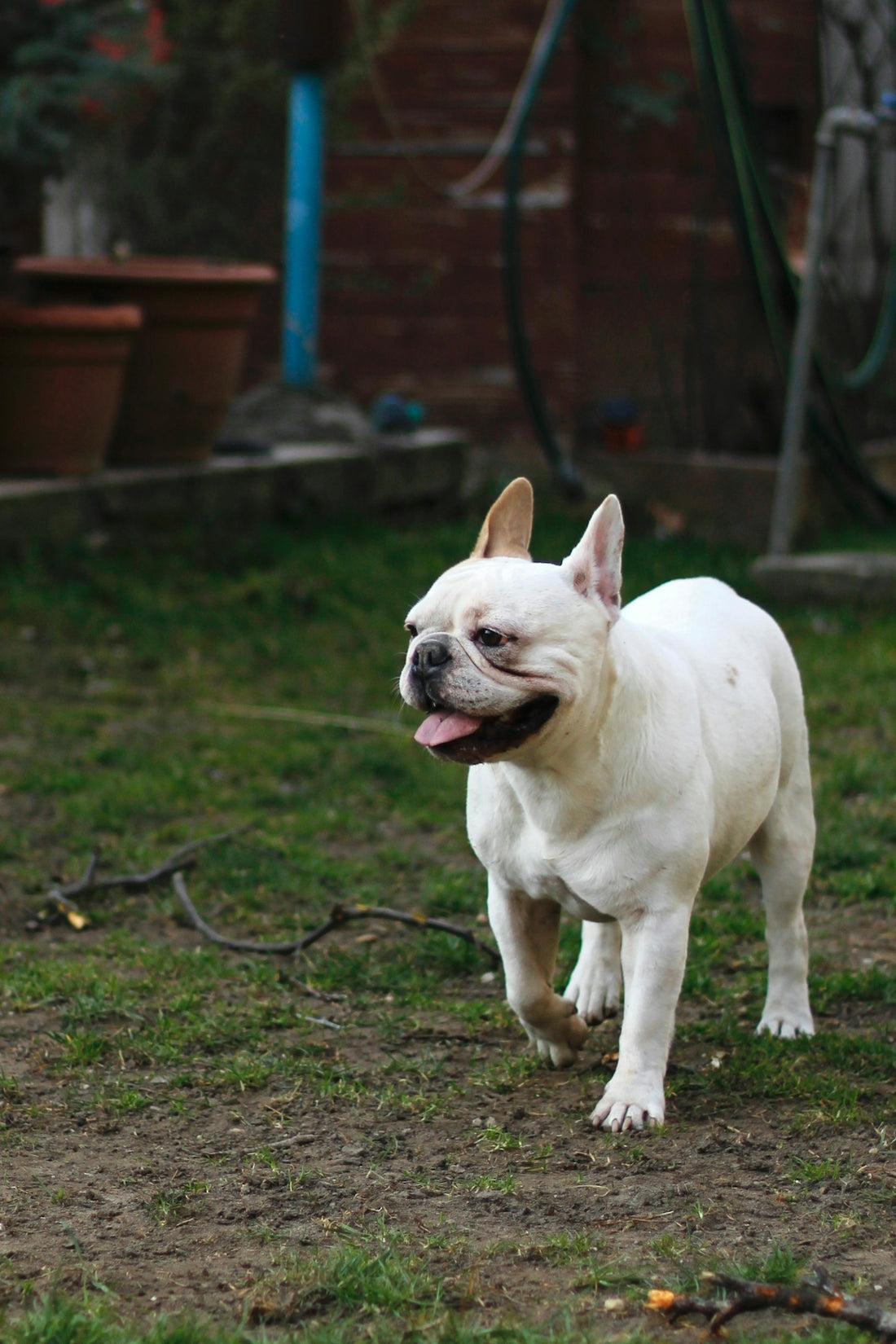 a small white dog walking across a grass covered field