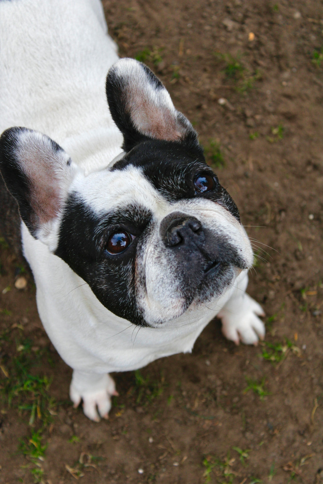 a small black and white dog standing on top of a dirt field