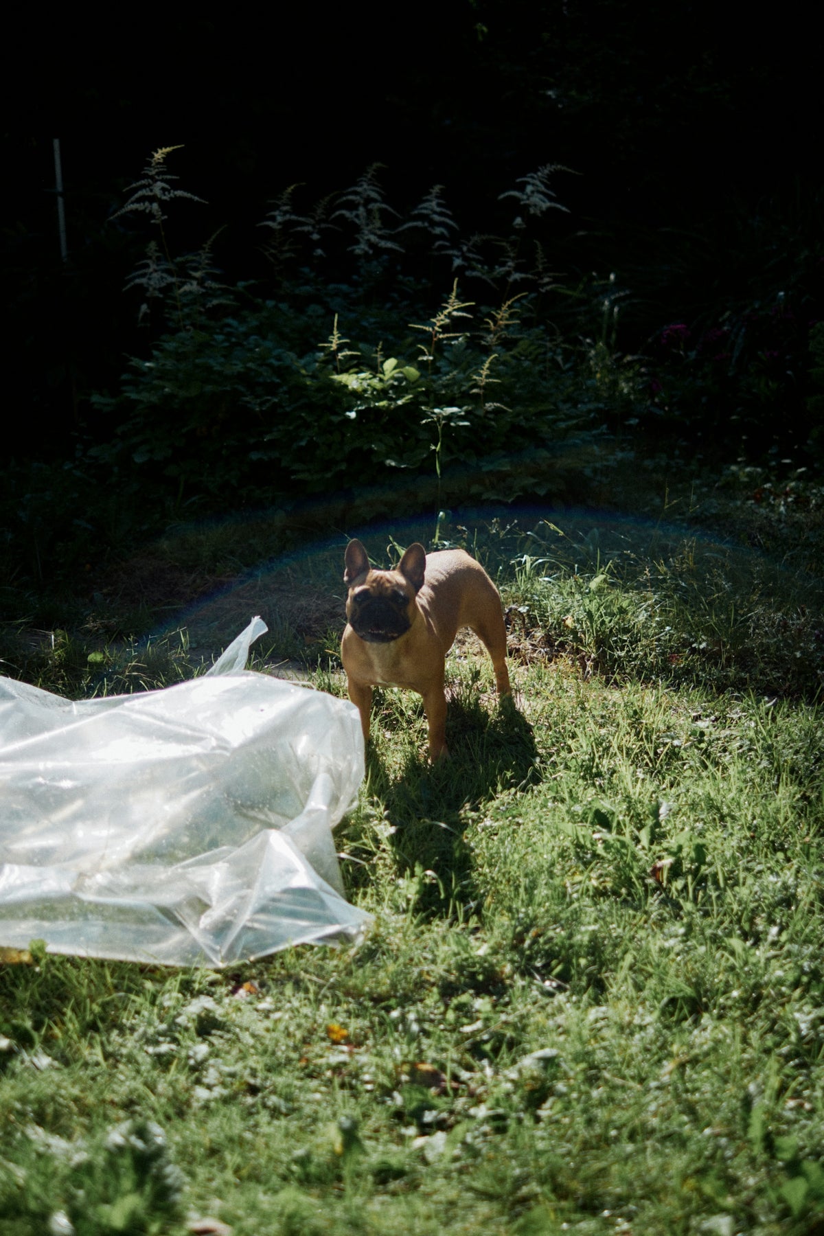 a dog standing in the grass next to a plastic bag