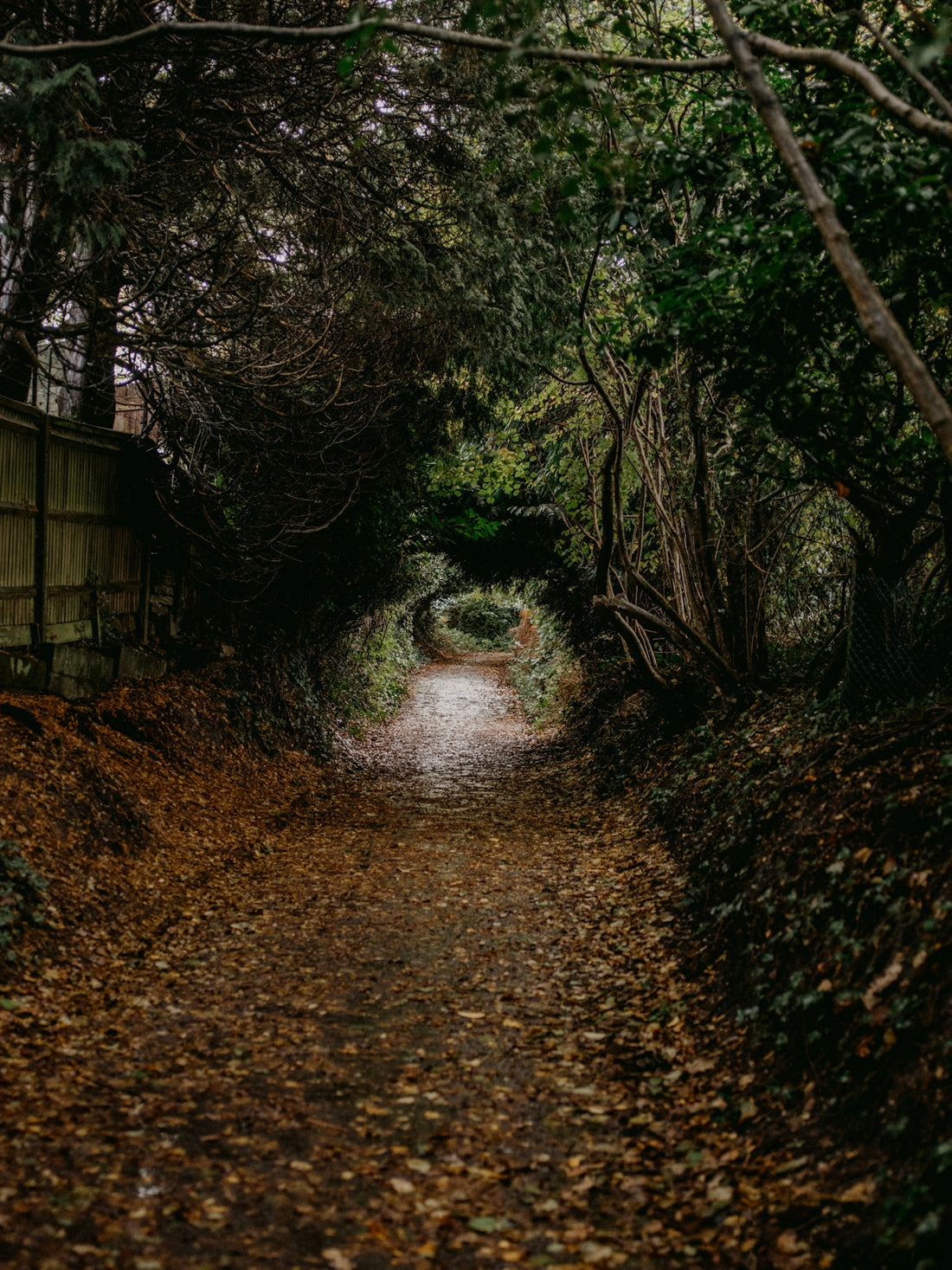 a path in the middle of a wooded area