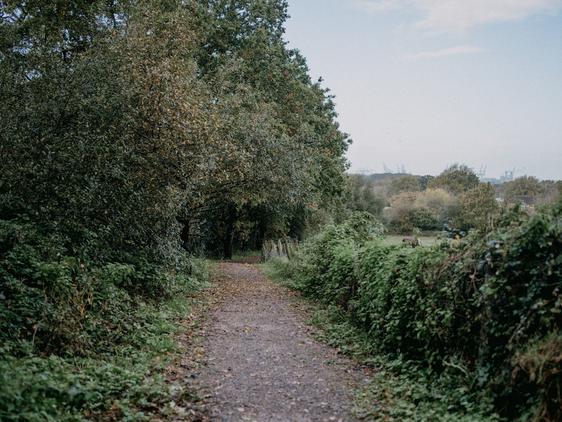 a dirt road surrounded by trees and bushes