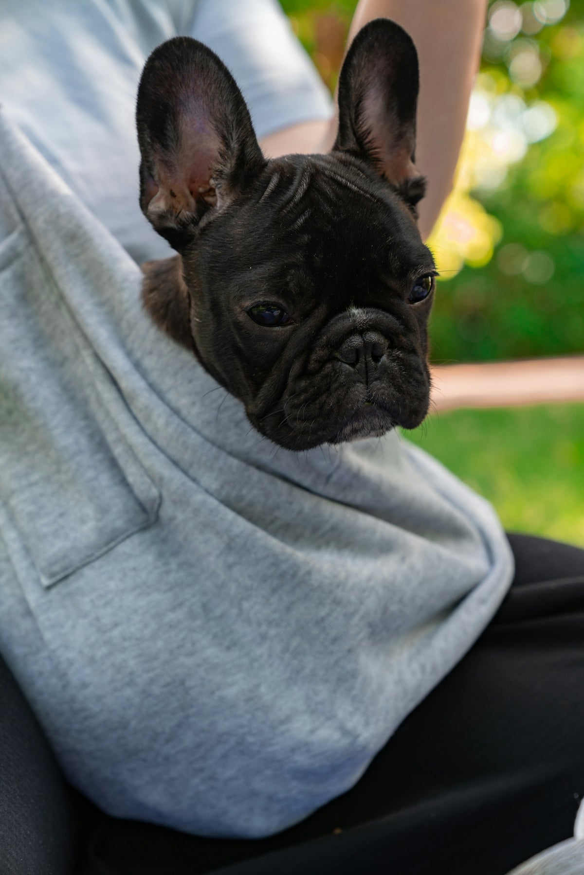 A small black dog sitting on a person's lap