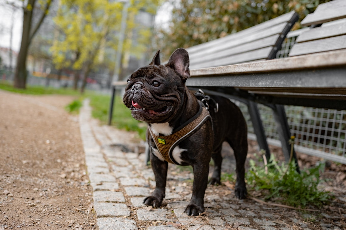 A small black dog standing next to a wooden bench