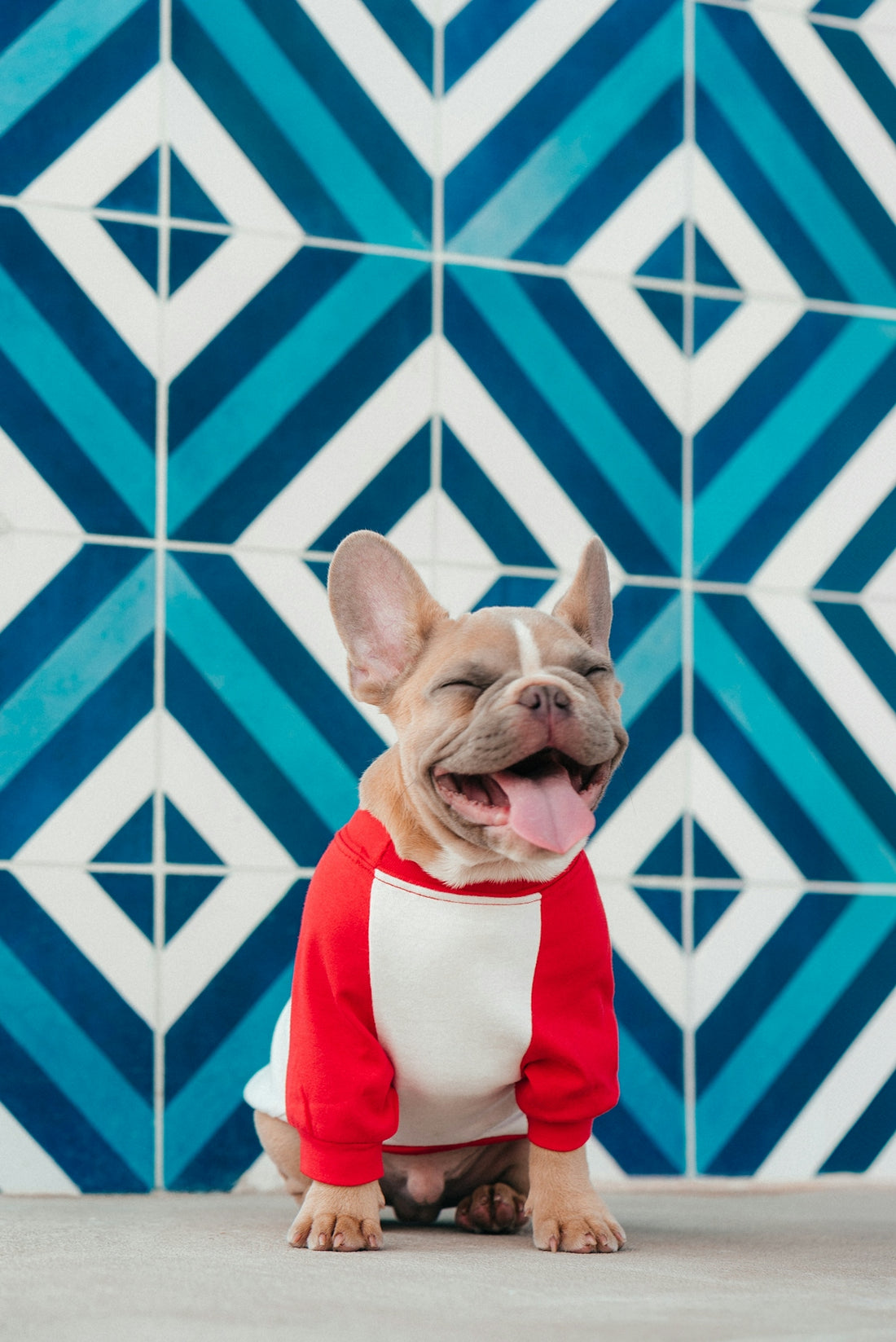 A small dog wearing a red and white shirt