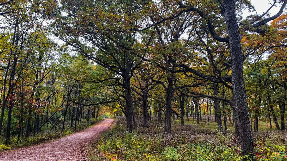 A dirt road in the middle of a forest