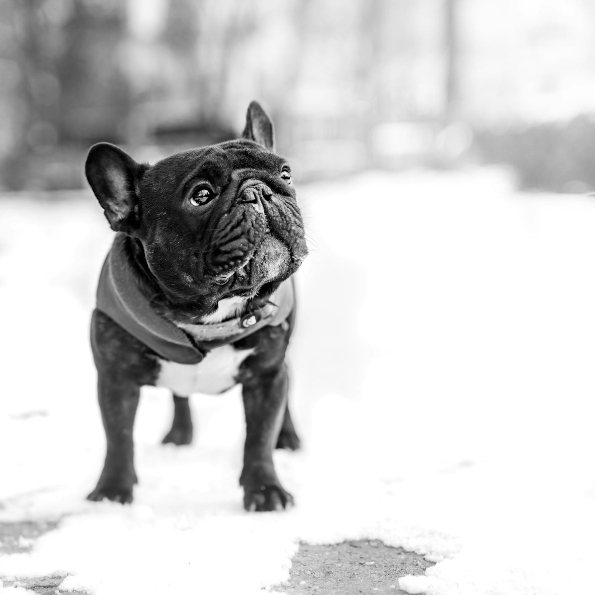 A black and white photo of a dog in the snow