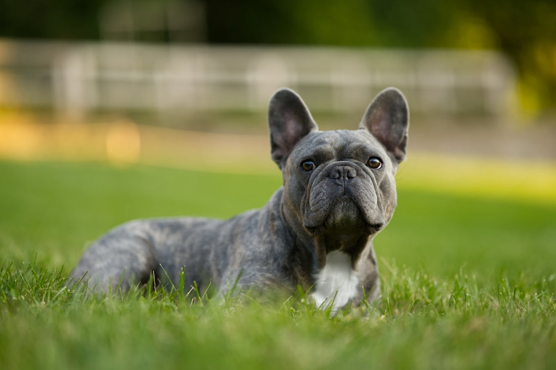 A french bulldog rests on green grass.