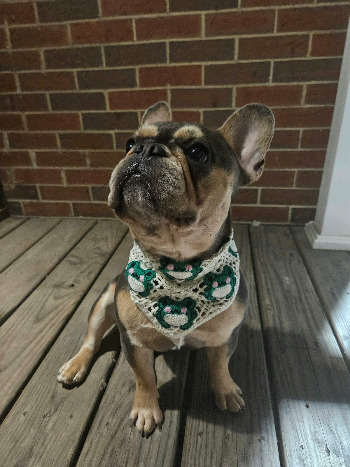 A french bulldog wears a cute frog bandana.