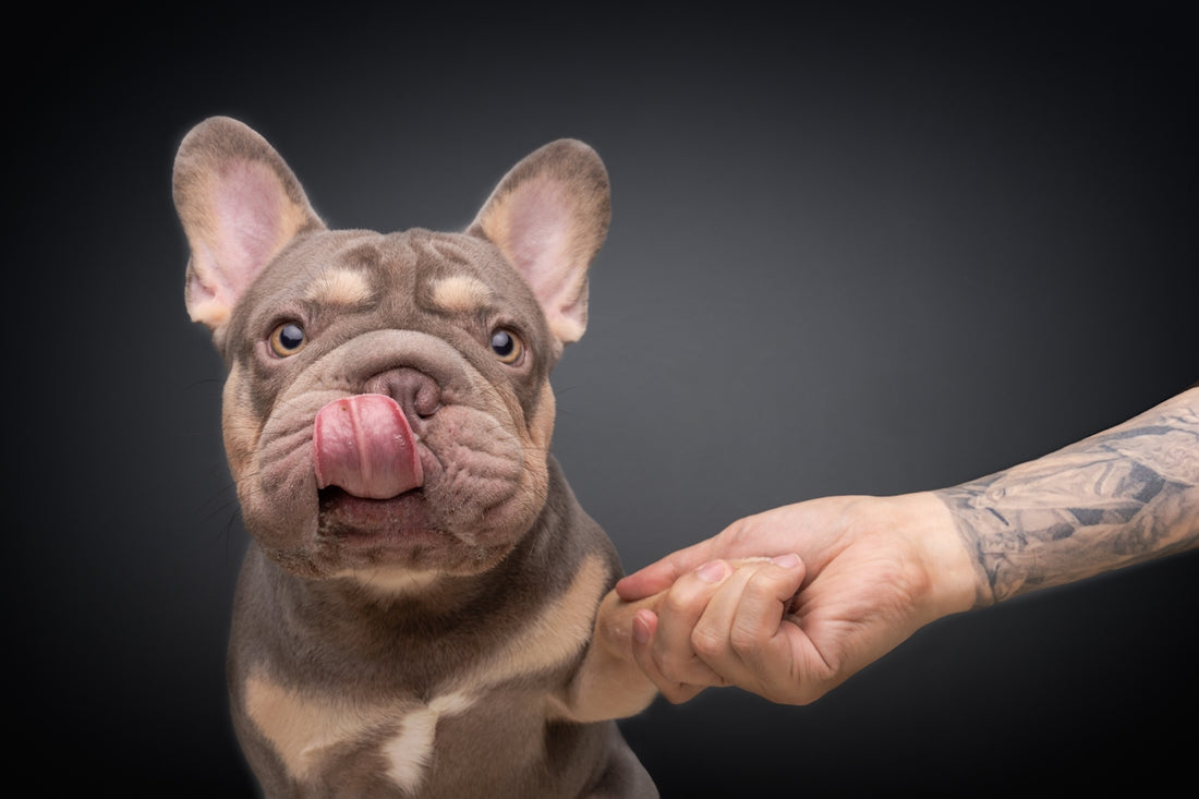 French bulldog licks nose while shaking hand