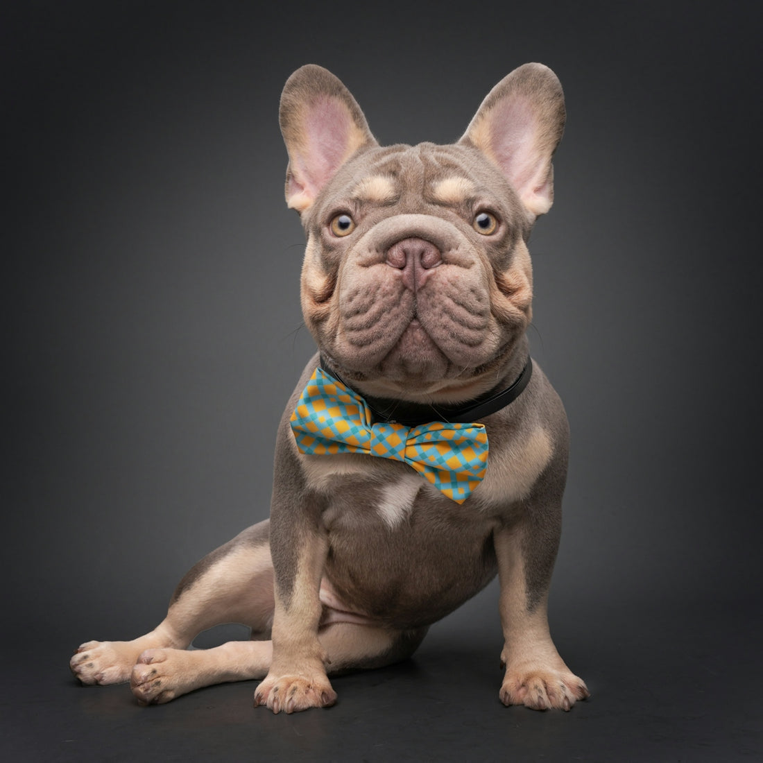 A french bulldog wearing a bow tie sits elegantly.