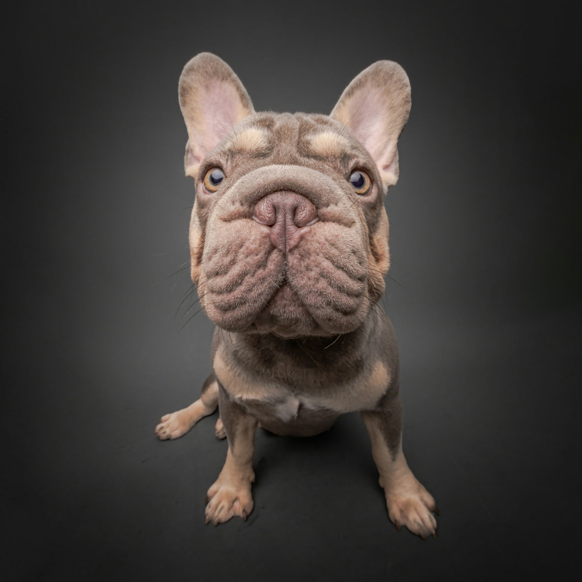 A french bulldog sits looking directly at the camera.