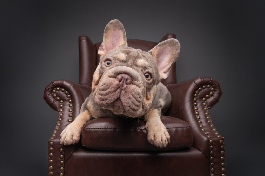 French bulldog sits in a leather armchair