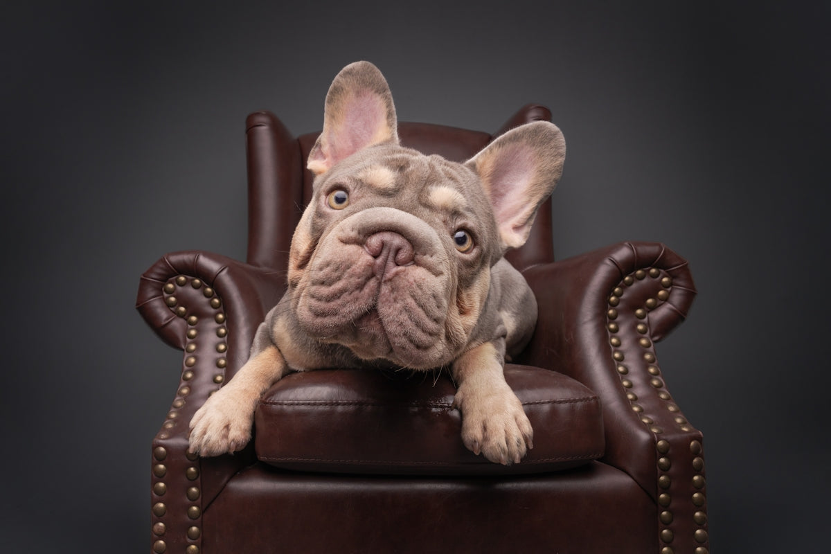French bulldog sits in a leather armchair