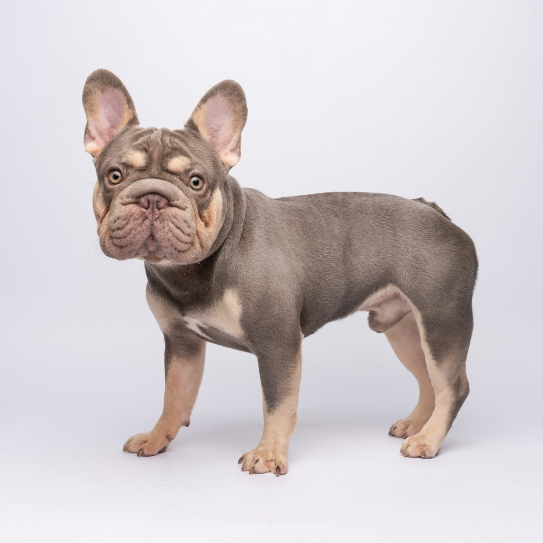 A fawn and grey french bulldog stands on a white background.