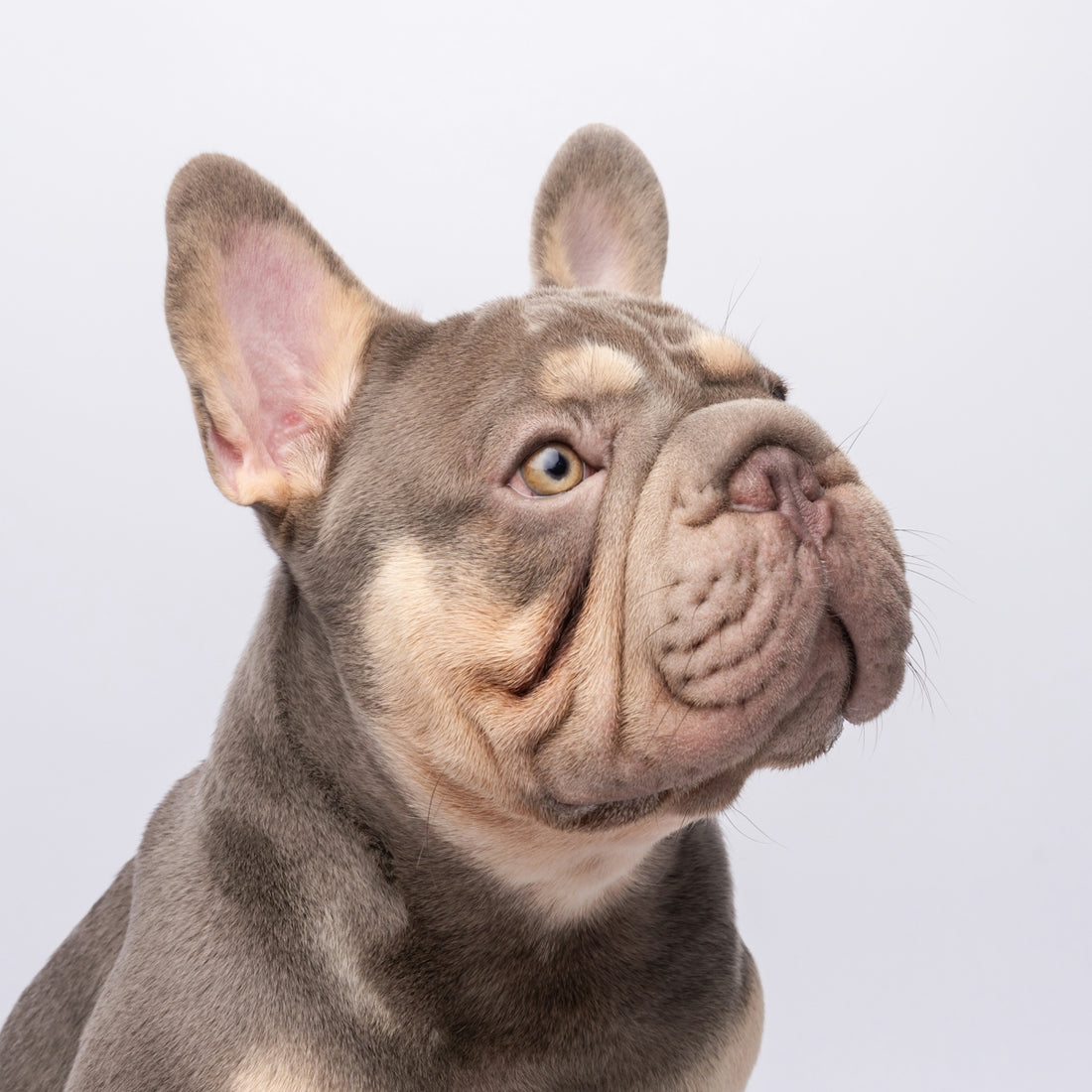 A lilac french bulldog with tan markings looks up