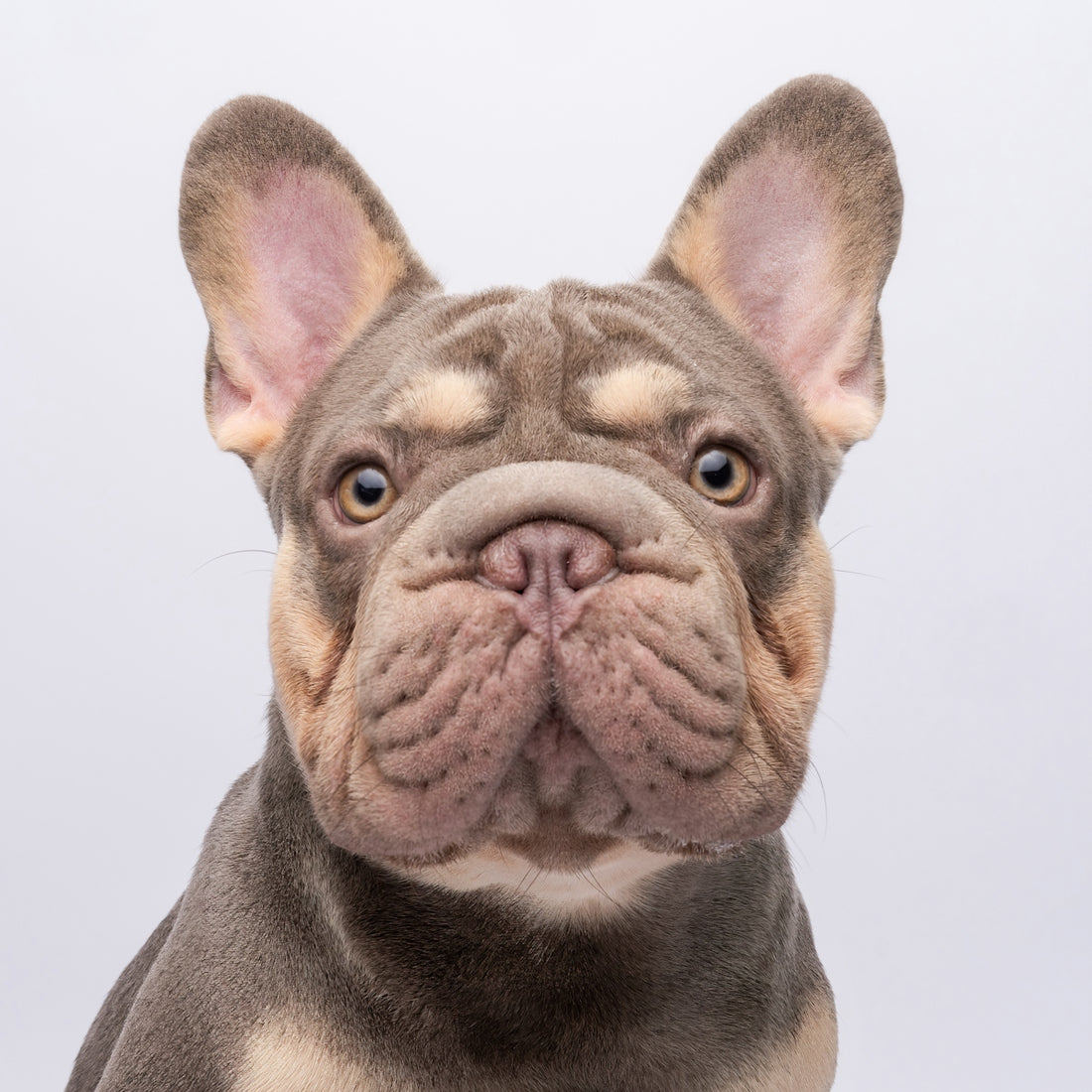 A french bulldog with large ears looks forward