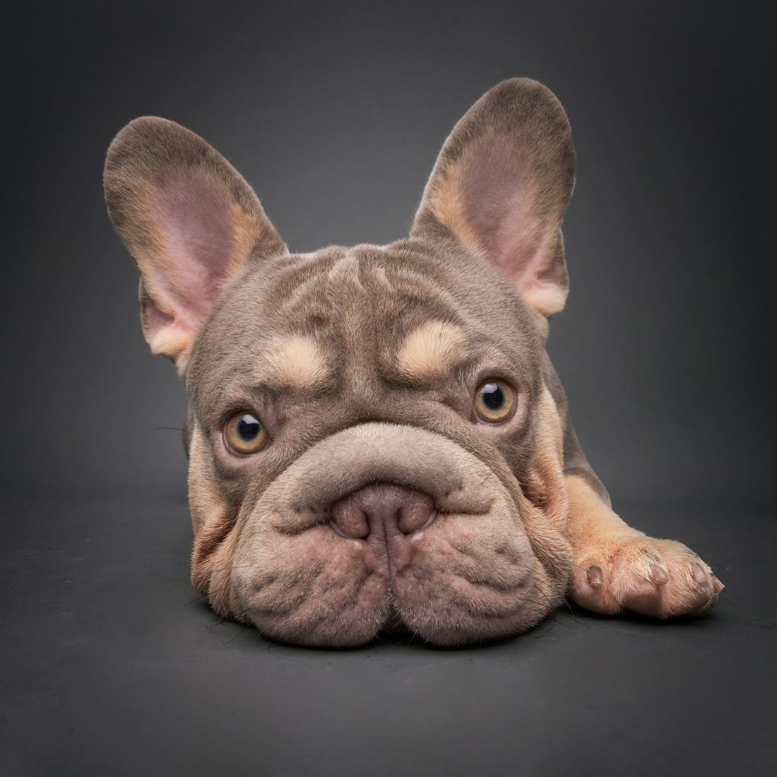 A lilac french bulldog lies on a dark surface.