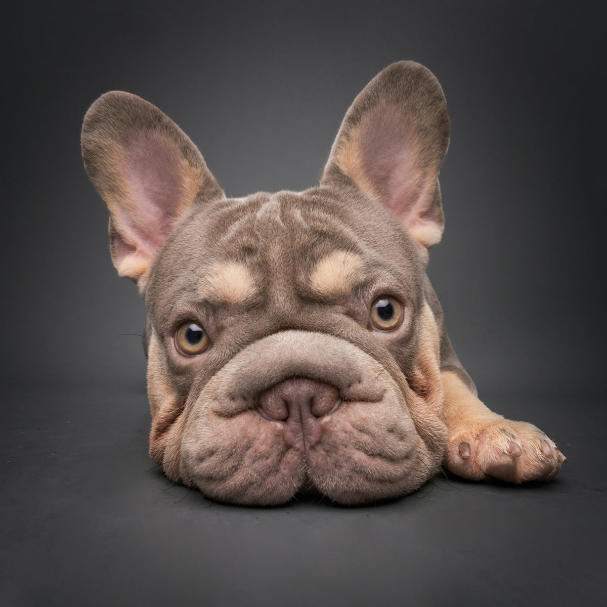 A lilac french bulldog lies on a dark surface.