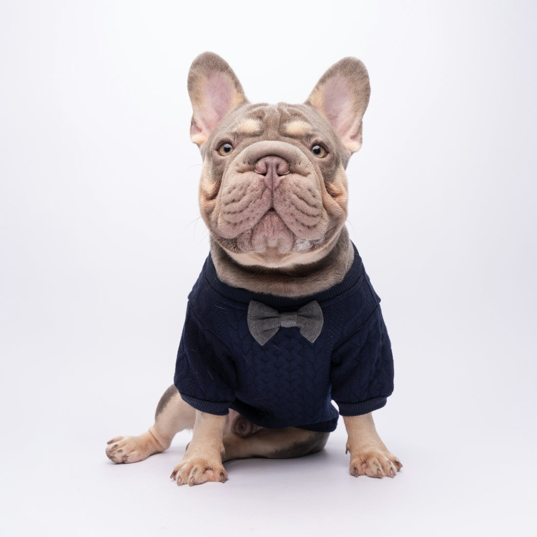 French bulldog wearing a dark blue sweater with a bow tie.