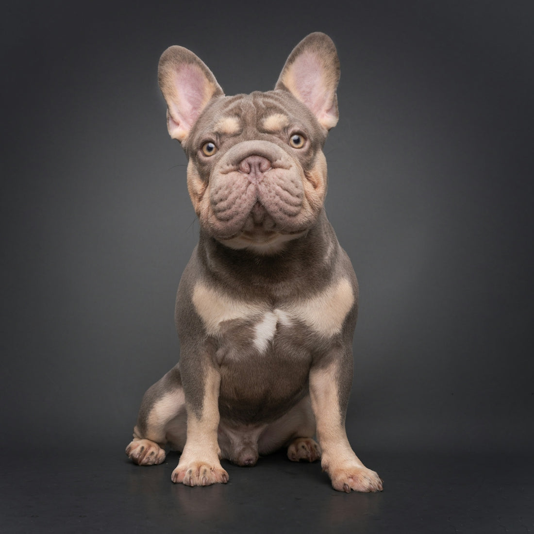 A fawn and grey french bulldog sits attentively.