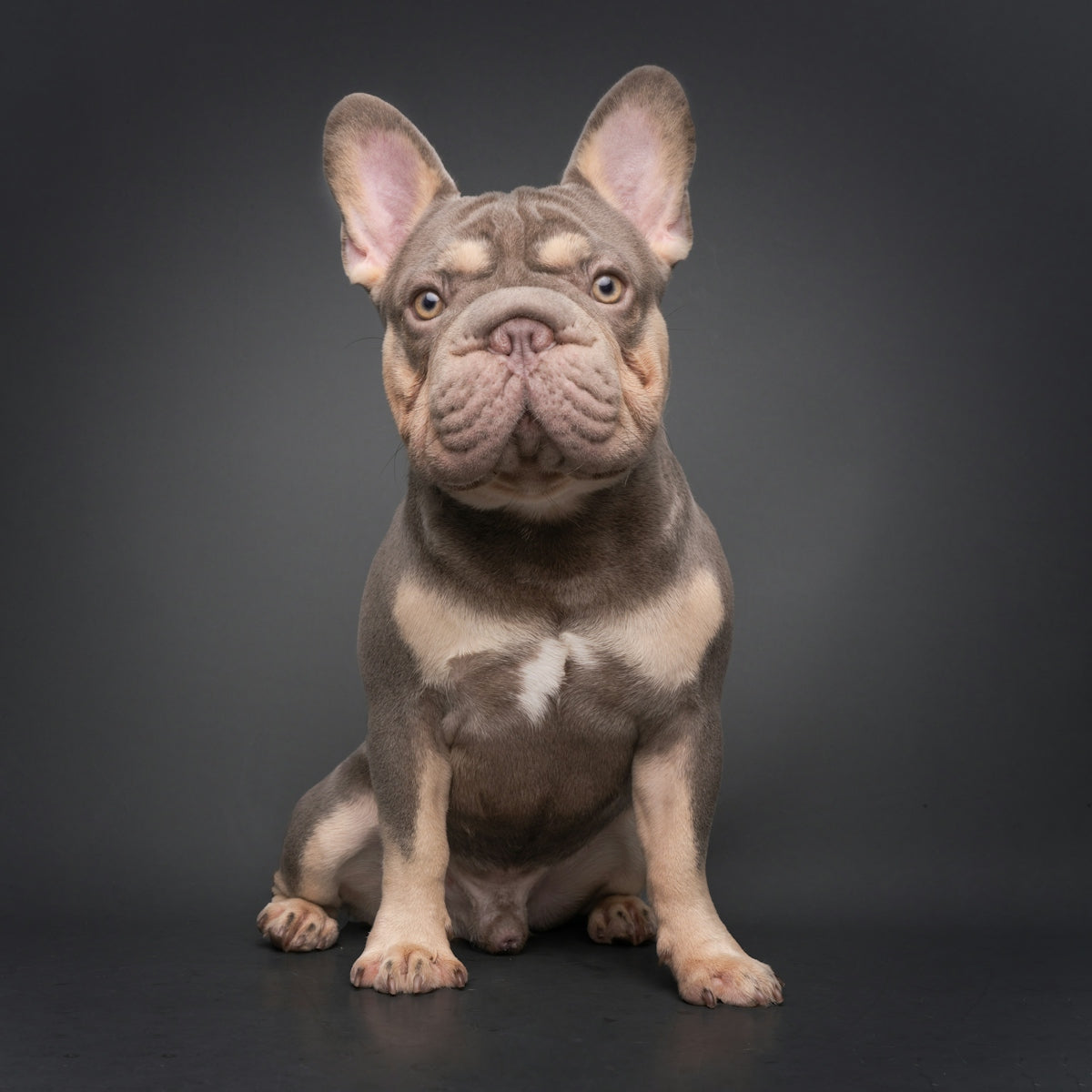 A fawn and grey french bulldog sits attentively.