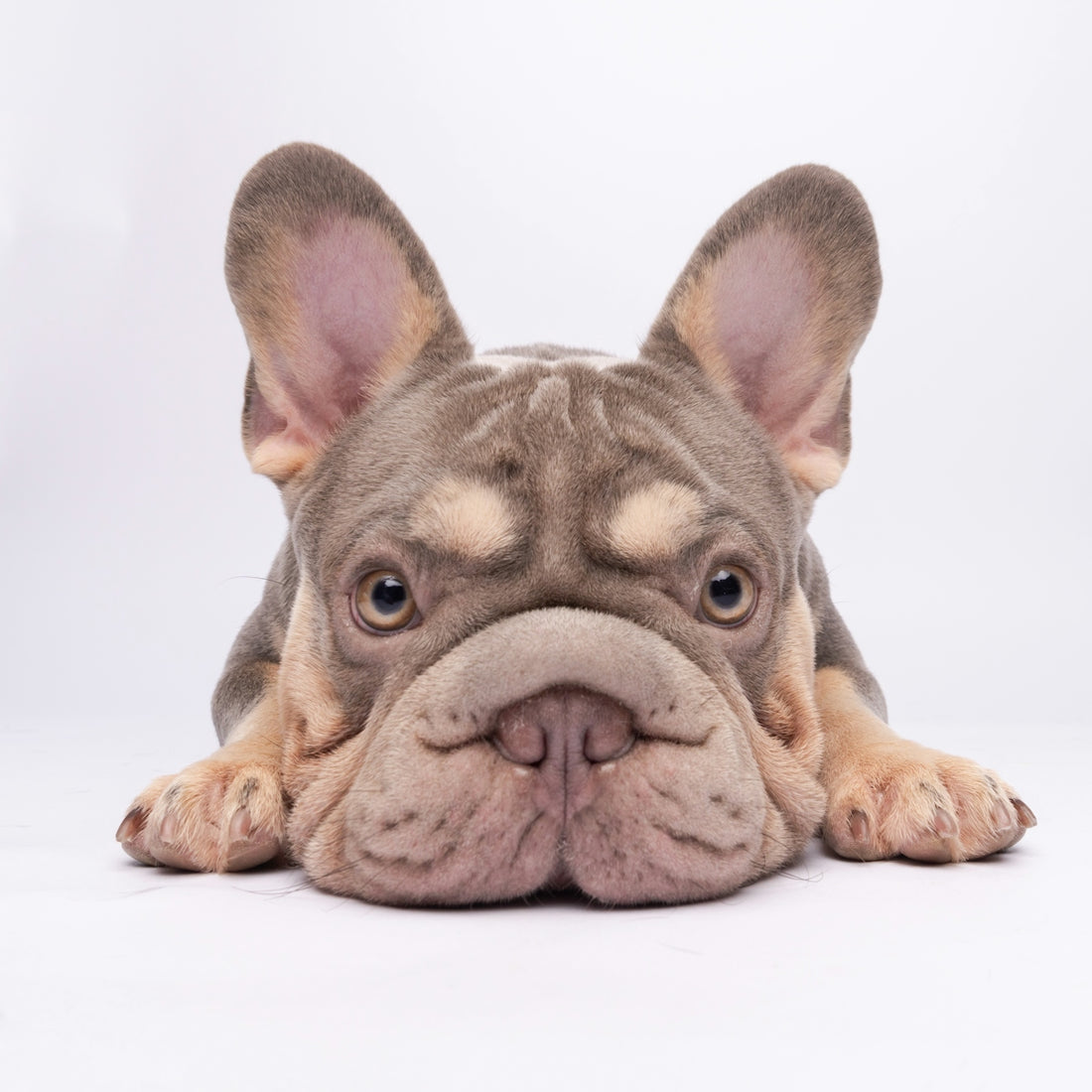 A lilac french bulldog puppy lies down.