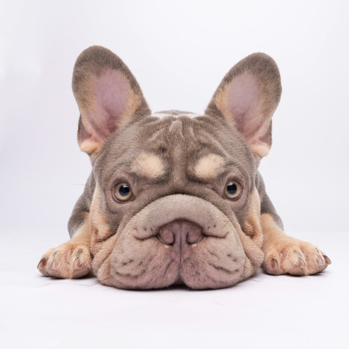 A lilac french bulldog puppy lies down.