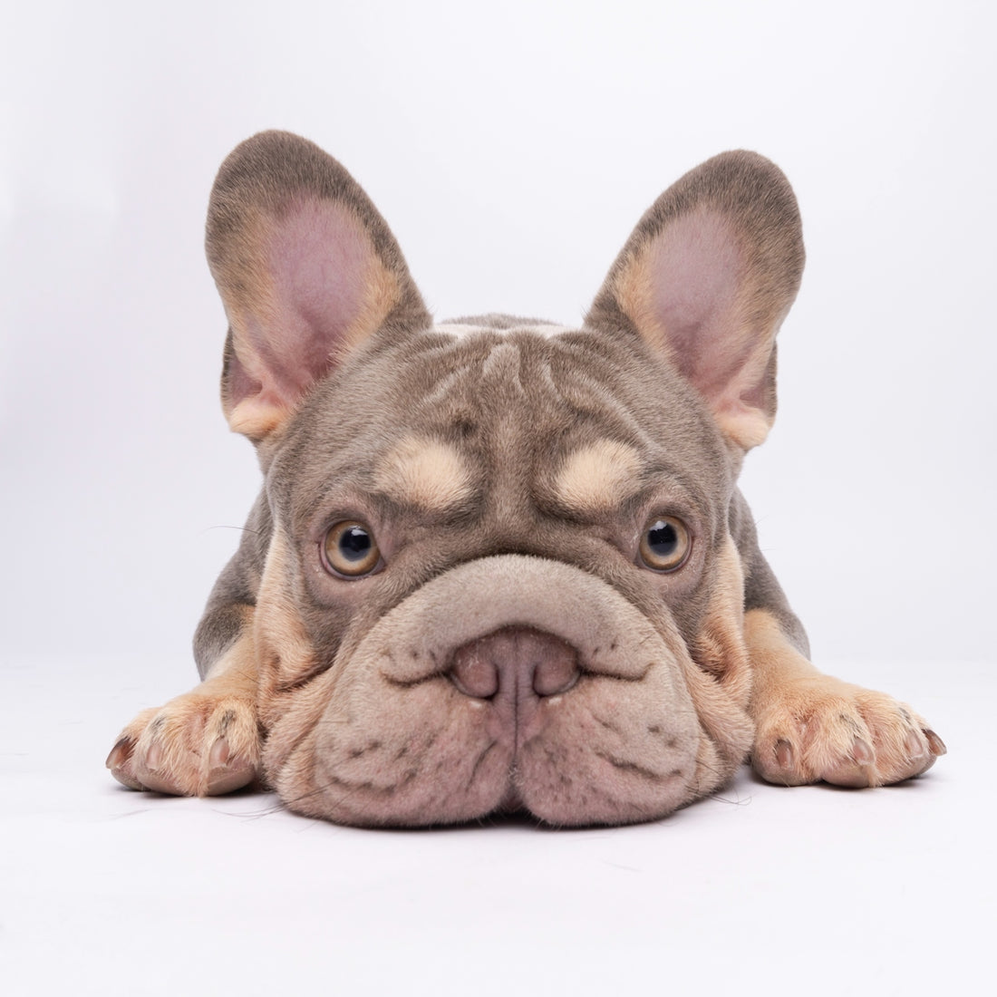 A lilac french bulldog puppy lies down