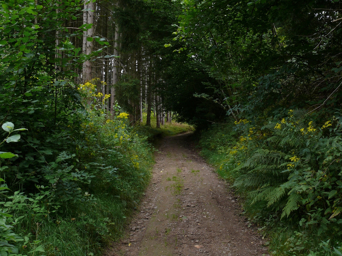 A dirt path leads through a lush green forest.
