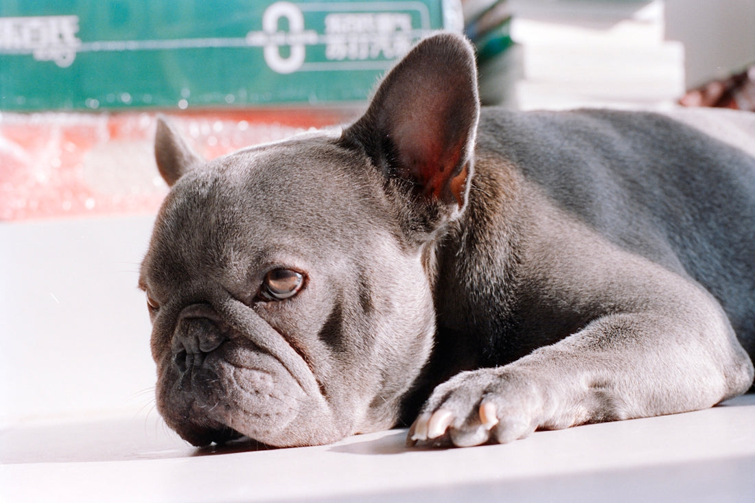 A blue french bulldog rests its head on a surface.