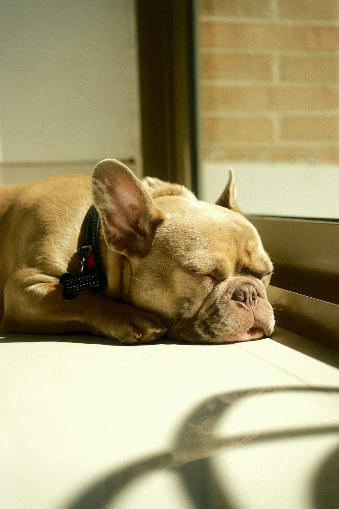 A fawn french bulldog sleeps by a window.
